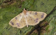 Patania plagiatalis