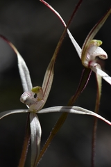 Caladenia capillata