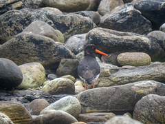 Haematopus ostralegus