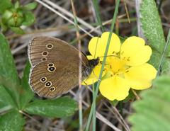 Aphantopus hyperantus
