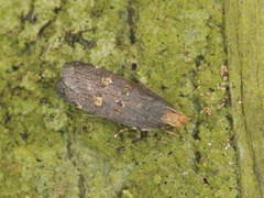 Pexicopia melitolicna