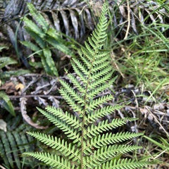 Dicksonia fibrosa