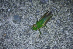 Hieroglyphus tonkinensis