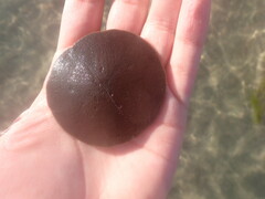 Echinarachnius parma