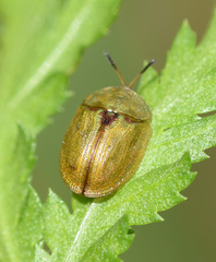 Cassida stigmatica