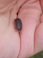 Armadillidium