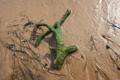 Ephydatia fluviatilis