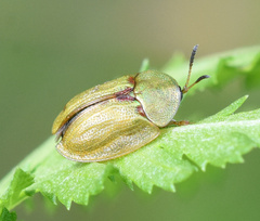 Cassida stigmatica