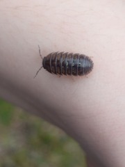 Armadillidium