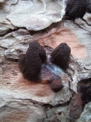 Stemonitis axifera