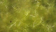 Ranunculus trichophyllus