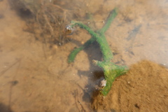 Ephydatia fluviatilis