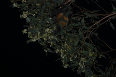 Pteropus poliocephalus