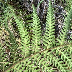 Dicksonia fibrosa