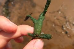 Ephydatia fluviatilis