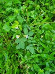 Oxalis barrelieri