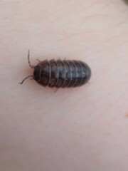Armadillidium