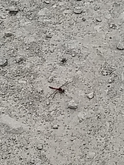 Sympetrum striolatum