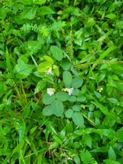 Oxalis barrelieri