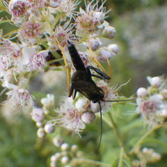 Exetastes suaveolens