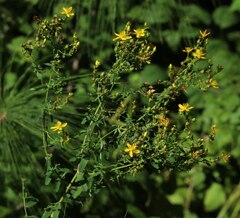 Hypericum