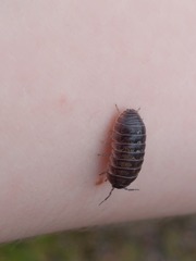 Armadillidium