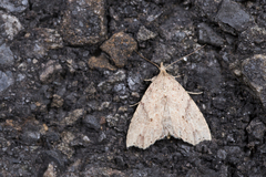 Olulis puncticinctalis