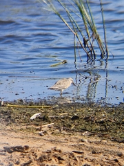 Calidris canutus