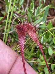 Drosera anglica