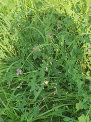 Medicago sativa