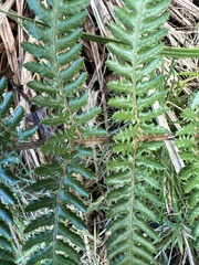 Dicksonia fibrosa