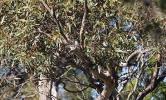 Gavicalis virescens