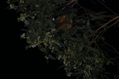 Pteropus poliocephalus