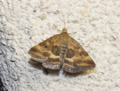 Pyrausta despicata