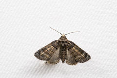 Chlumetia transversa