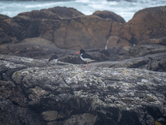 Haematopus ostralegus