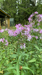 Phlox paniculata