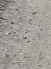 Sympetrum striolatum