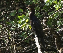 Microcarbo pygmaeus