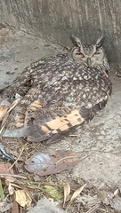 Bubo bengalensis