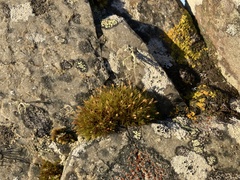 Ptychomitrium polyphyllum