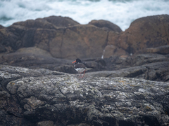 Haematopus ostralegus