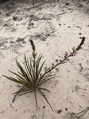 Stylidium elongatum