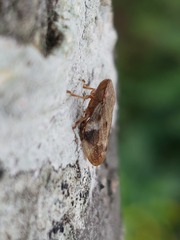 Aphrophora alni
