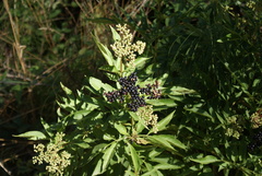 Sambucus ebulus
