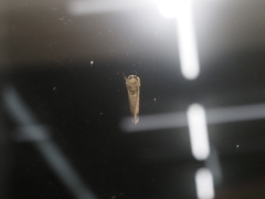 Phalera flavescens