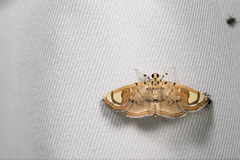 Pycnarmon pantherata
