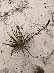 Stylidium elongatum