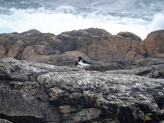 Haematopus ostralegus