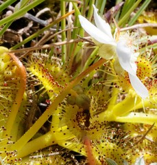Drosera rupicola